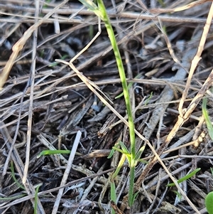 Wahlenbergia capillaris at Whitlam, ACT - 10 May 2025 03:13 PM