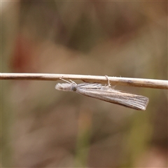 Culladia cuneiferellus (Crambinae moth) at O'Connor, ACT - 10 Mar 2025 by ConBoekel