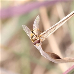 Simosyrphus grandicornis (Common hover fly) at O'Connor, ACT - 10 Mar 2025 by ConBoekel