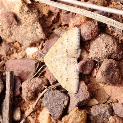 Scopula rubraria (Reddish Wave, Plantain Moth) at O'Connor, ACT - 10 Mar 2025 by ConBoekel