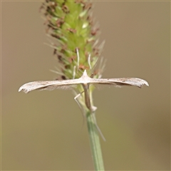Platyptilia celidotus (Plume Moth) at O'Connor, ACT - 10 Mar 2025 by ConBoekel