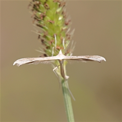 Platyptilia celidotus (Plume Moth) at O'Connor, ACT - 10 Mar 2025 by ConBoekel