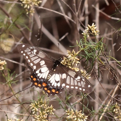 Papilio anactus (Dainty Swallowtail) at O'Connor, ACT - 10 Mar 2025 by ConBoekel