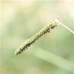 Paspalum dilatatum (Paspalum) at O'Connor, ACT - 10 Mar 2025 by ConBoekel