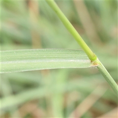 Paspalum dilatatum at O'Connor, ACT - 10 Mar 2025 02:02 PM