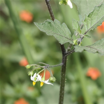 Solanum nigrum (Black Nightshade) at O'Connor, ACT - 10 Mar 2025 by ConBoekel