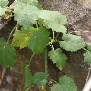 Unverified Other Wildflower or Herb at O'Connor, ACT - 10 Mar 2025 by ConBoekel