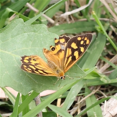 Heteronympha paradelpha at O'Connor, ACT - 10 Mar 2025 by ConBoekel