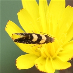 Glyphipterix chrysoplanetis (A Sedge Moth) at O'Connor, ACT - 10 Mar 2025 by ConBoekel