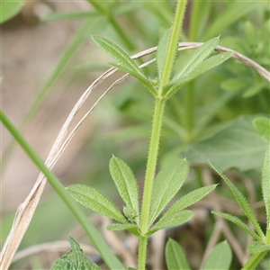 Unverified Other Wildflower or Herb at O'Connor, ACT - 10 Mar 2025 by ConBoekel