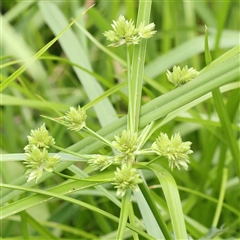Cyperus eragrostis (Umbrella Sedge) at O'Connor, ACT - 10 Mar 2025 by ConBoekel