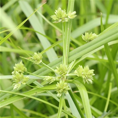 Cyperus eragrostis (Umbrella Sedge) at O'Connor, ACT - 10 Mar 2025 by ConBoekel