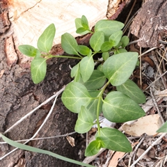 Vinca major (Blue Periwinkle) at O'Connor, ACT - 10 Mar 2025 by ConBoekel