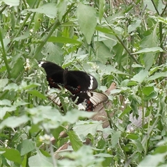 Papilio aegeus (Orchard Swallowtail, Large Citrus Butterfly) at O'Connor, ACT - 10 Mar 2025 by ConBoekel