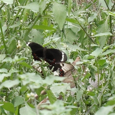 Papilio aegeus (Orchard Swallowtail, Large Citrus Butterfly) at O'Connor, ACT - 10 Mar 2025 by ConBoekel