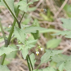 Solanum nigrum (Black Nightshade) at O'Connor, ACT - 10 Mar 2025 by ConBoekel