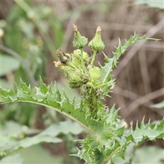 Sonchus asper (Prickly Sowthistle) at O'Connor, ACT - 10 Mar 2025 by ConBoekel