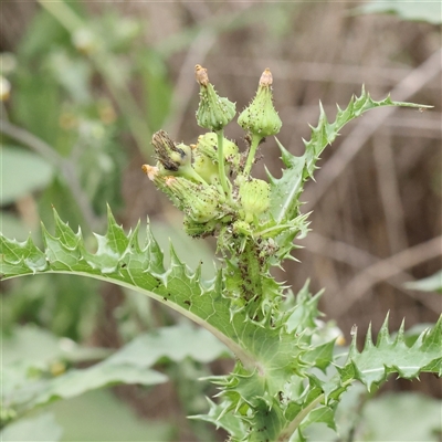 Sonchus asper (Prickly Sowthistle) at O'Connor, ACT - 10 Mar 2025 by ConBoekel