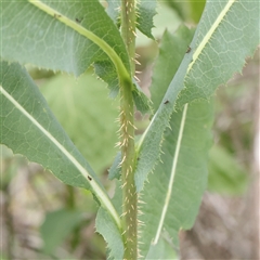 Lactuca serriola (Prickly Lettuce) at O'Connor, ACT - 10 Mar 2025 by ConBoekel