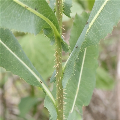 Lactuca serriola (Prickly Lettuce) at O'Connor, ACT - 10 Mar 2025 by ConBoekel