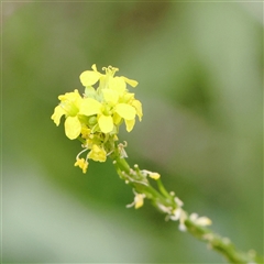 Hirschfeldia incana (Buchan Weed) at O'Connor, ACT - 10 Mar 2025 by ConBoekel
