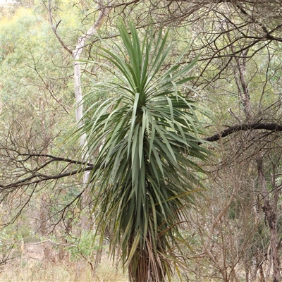 Cordyline sp. (Cordyline) at O'Connor, ACT - 10 Mar 2025 by ConBoekel