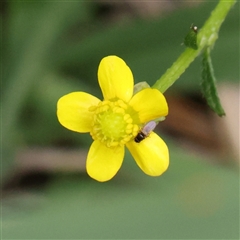Ranunculus sp. at O'Connor, ACT - 10 Mar 2025 by ConBoekel