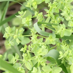 Euphorbia peplus (Petty Spurge) at O'Connor, ACT - 10 Mar 2025 by ConBoekel