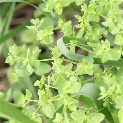 Euphorbia peplus (Petty Spurge) at O'Connor, ACT - 10 Mar 2025 by ConBoekel