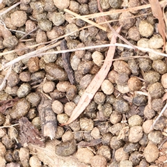 Oryctolagus cuniculus (European Rabbit) at O'Connor, ACT - 10 Mar 2025 by ConBoekel