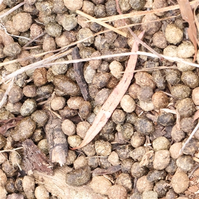 Oryctolagus cuniculus (European Rabbit) at O'Connor, ACT - 10 Mar 2025 by ConBoekel