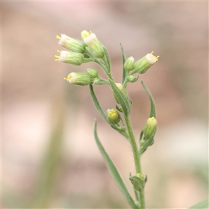 Unverified Other Wildflower or Herb at O'Connor, ACT - 10 Mar 2025 by ConBoekel