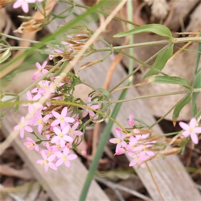 Centaurium sp. (Centaury) at O'Connor, ACT - 10 Mar 2025 by ConBoekel