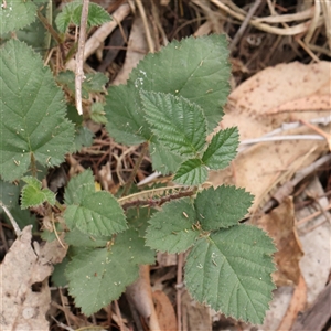 Unverified Other Shrub at O'Connor, ACT - 10 Mar 2025 by ConBoekel