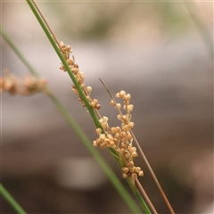 Juncus usitatus (Common Rush) at O'Connor, ACT - 10 Mar 2025 by ConBoekel