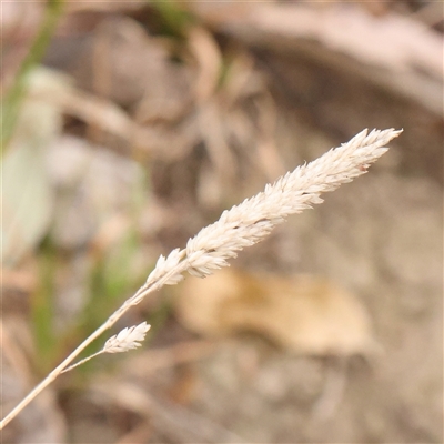 Unverified Grass at O'Connor, ACT - 10 Mar 2025 by ConBoekel
