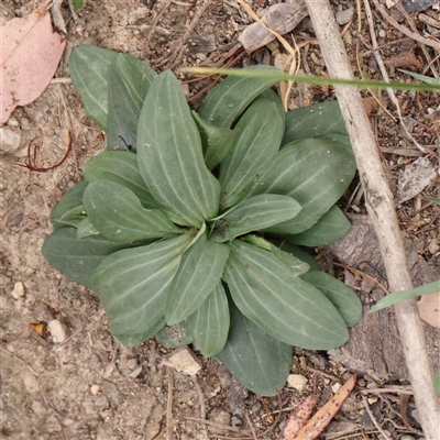 Centaurium sp. (Centaury) at O'Connor, ACT - 10 Mar 2025 by ConBoekel