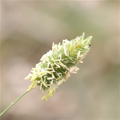 Phalaris aquatica at O'Connor, ACT - 10 Mar 2025 by ConBoekel