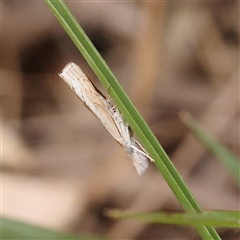 Culladia cuneiferellus (Crambinae moth) at O'Connor, ACT - 10 Mar 2025 by ConBoekel