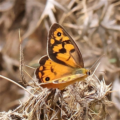 Heteronympha penelope at O'Connor, ACT - 10 Mar 2025 by ConBoekel