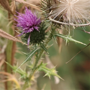 Unverified Other Wildflower or Herb at O'Connor, ACT - 10 Mar 2025 by ConBoekel