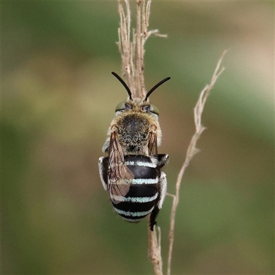 Amegilla sp. (genus) (Blue Banded Bee) at O'Connor, ACT - 10 Mar 2025 by ConBoekel