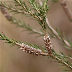 Melaleuca parvistaminea (Small-flowered Honey-myrtle) at O'Connor, ACT - 10 Mar 2025 by ConBoekel