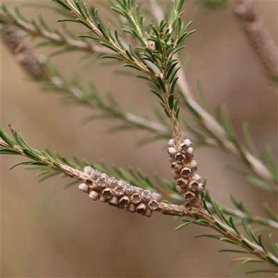 Melaleuca parvistaminea (Small-flowered Honey-myrtle) at O'Connor, ACT - 10 Mar 2025 by ConBoekel