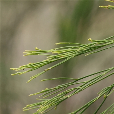 Exocarpos cupressiformis (Cherry Ballart) at O'Connor, ACT - 10 Mar 2025 by ConBoekel