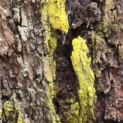 Unverified Lichen at O'Connor, ACT - 10 Mar 2025 by ConBoekel