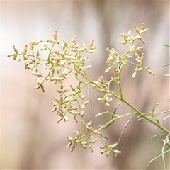Cassinia quinquefaria (Rosemary Cassinia) at O'Connor, ACT - 10 Mar 2025 by ConBoekel
