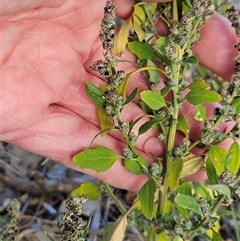 Chenopodium album (Fat Hen) at Hawker, ACT - 14 May 2025 by sangio7