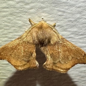 Panacela nyctopa at Arakoon, NSW - 8 May 2025 09:20 PM