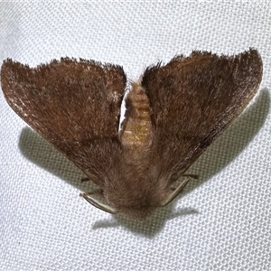 Panacela lewinae at Arakoon, NSW - suppressed